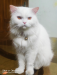 ADULT PURE PERSIAN MALE CAT FOR SELL